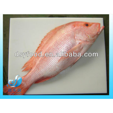 Frozen Red Snapper poisson entier IQF